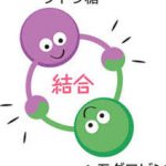 実は血糖値よりも重要だった！知っておくべき「ヘモグロビンA1c」のこと